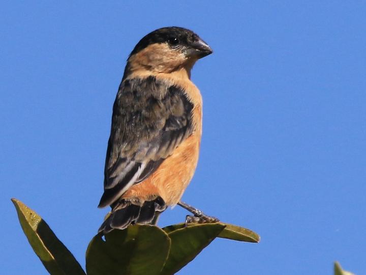 Black-and-tawny Seedeater
