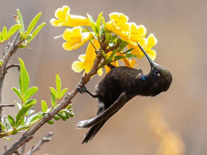Black Metaltail