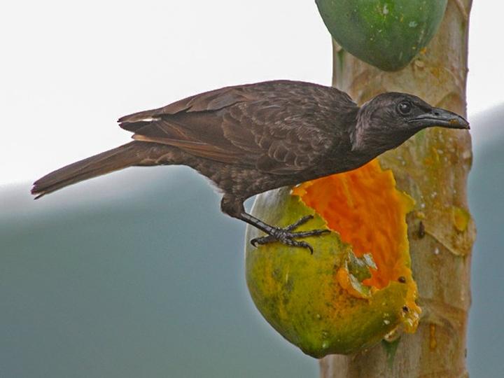 Samoan Starling