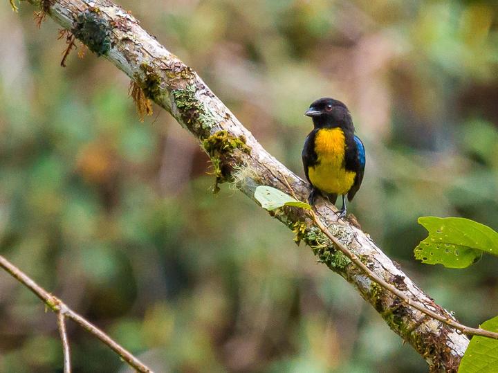 Black-and-gold Tanager