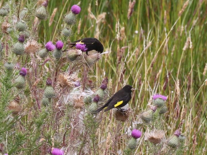 Black Siskin