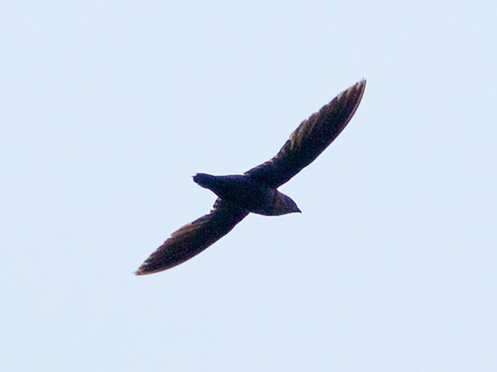 Black Spinetail