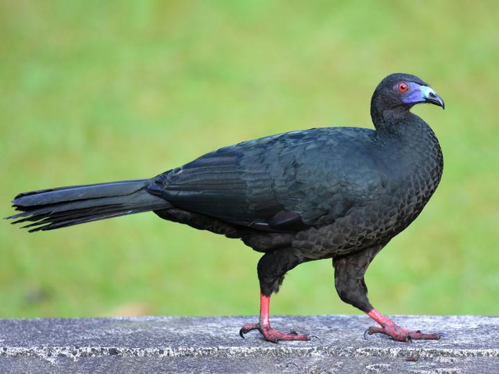 Black Guan