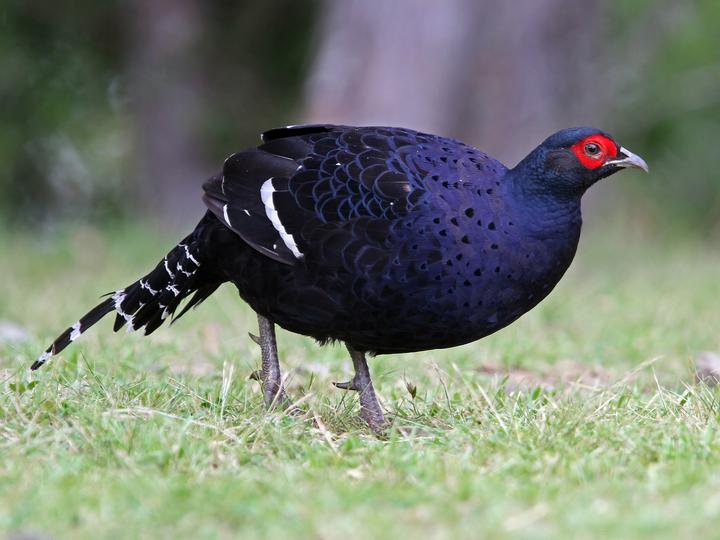 Mikado Pheasant