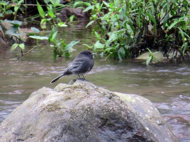 Black Phoebe
