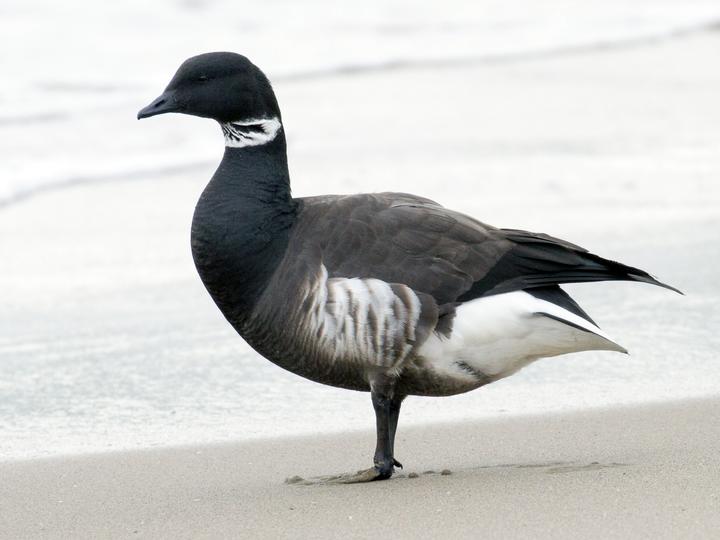 Brant Goose