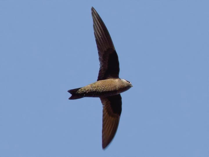 American Black Swift