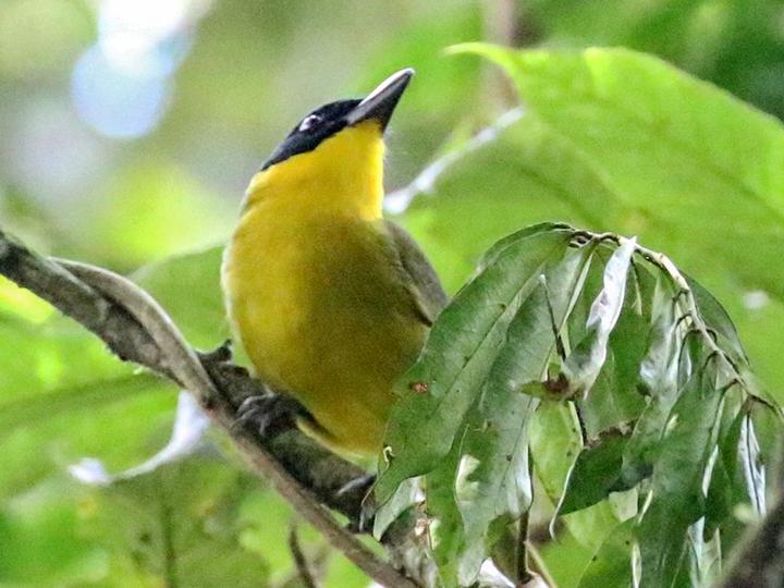 Uluguru Bushshrike