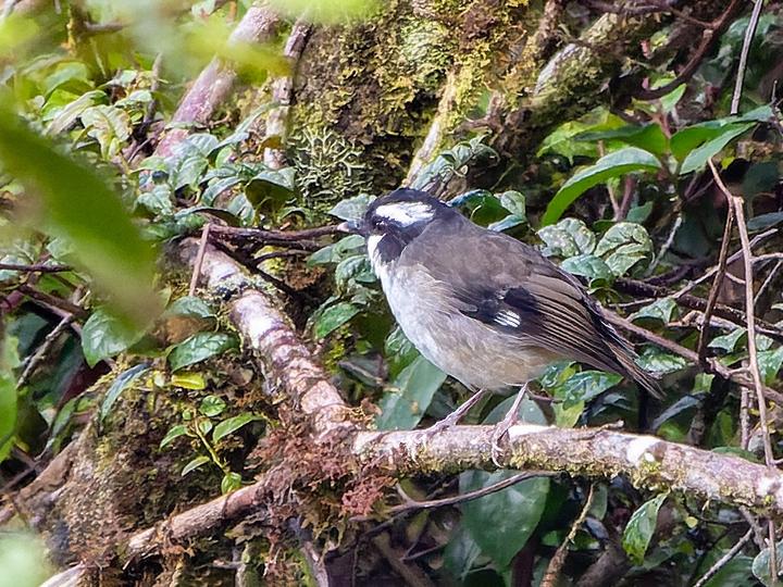 Black-capped Robin