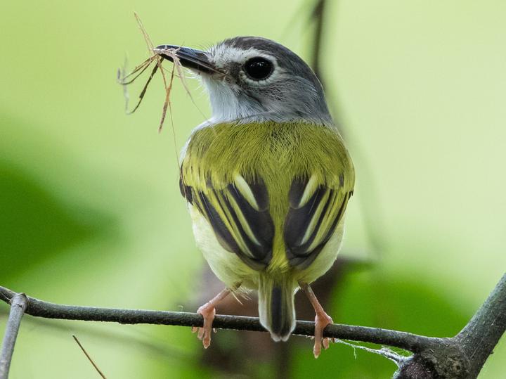 Black-capped Pygmy Tyrant