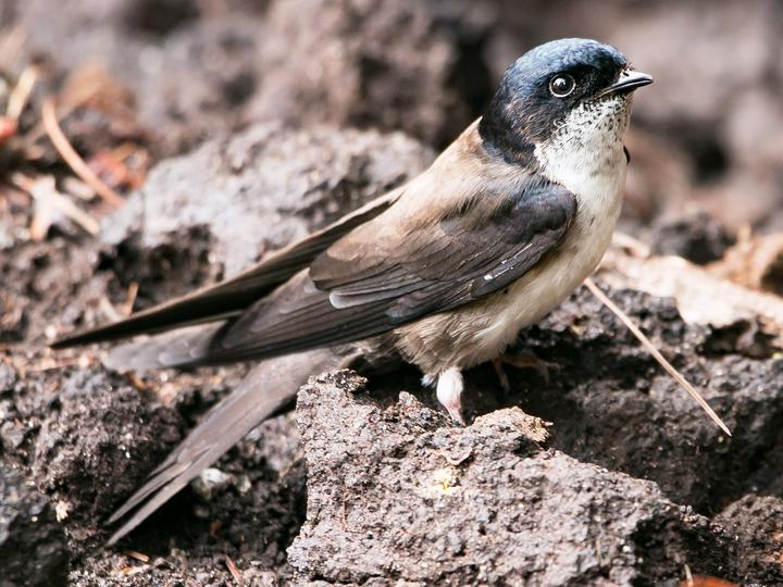Black-capped Swallow