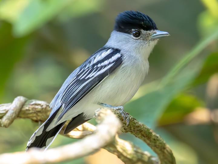 Black-capped Becard
