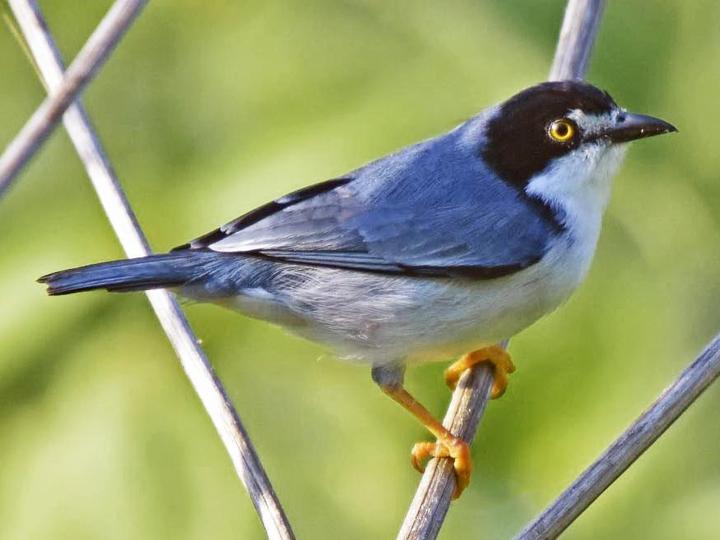 Hooded Tanager