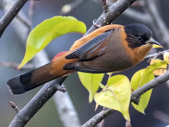 Rufous Sibia