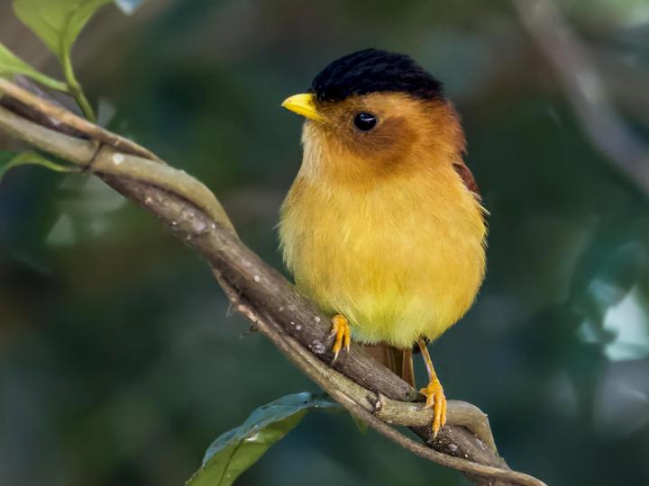 Black-capped Piprites