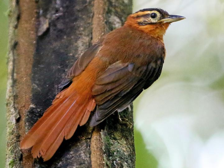 Black-capped Foliage-gleaner