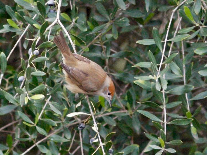 Eurasian Blackcap