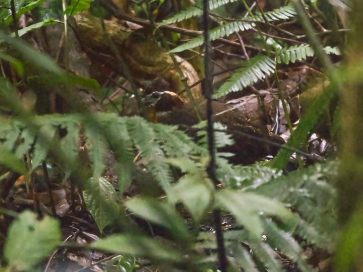Tacarcuna Wood Quail