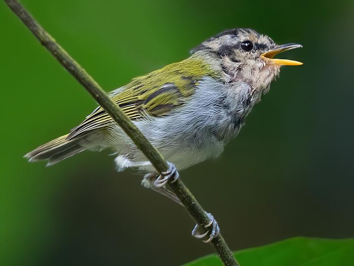Black-capped Woodland Warbler
