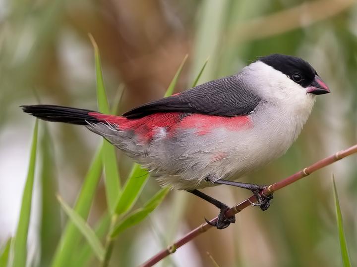Black-crowned Waxbill