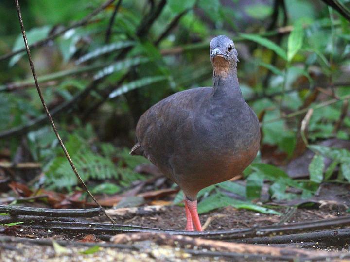 Black-capped Tinamou