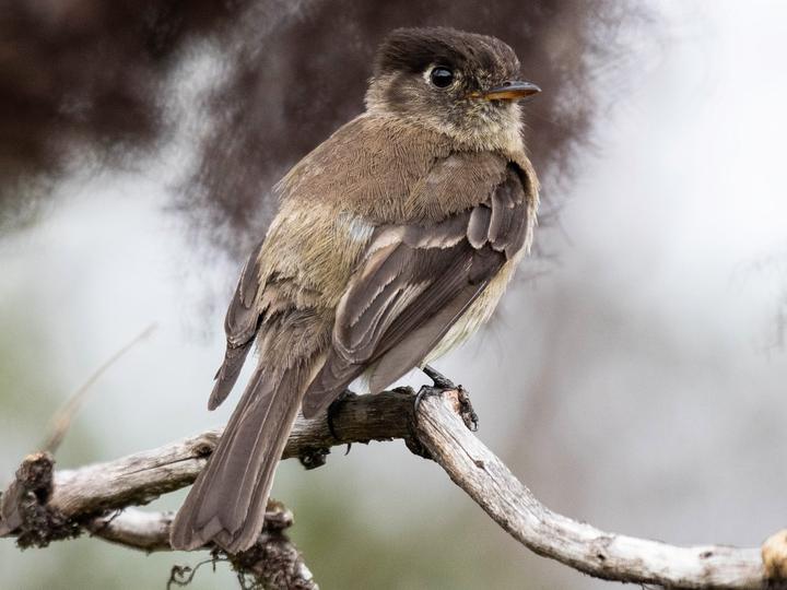 Black-capped Flycatcher