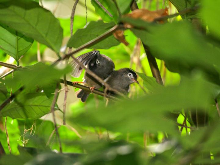 Black-capped Speirops