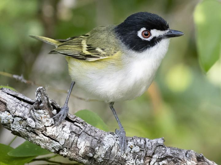 Black-capped Vireo