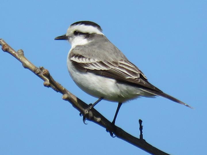 Black-crowned Monjita