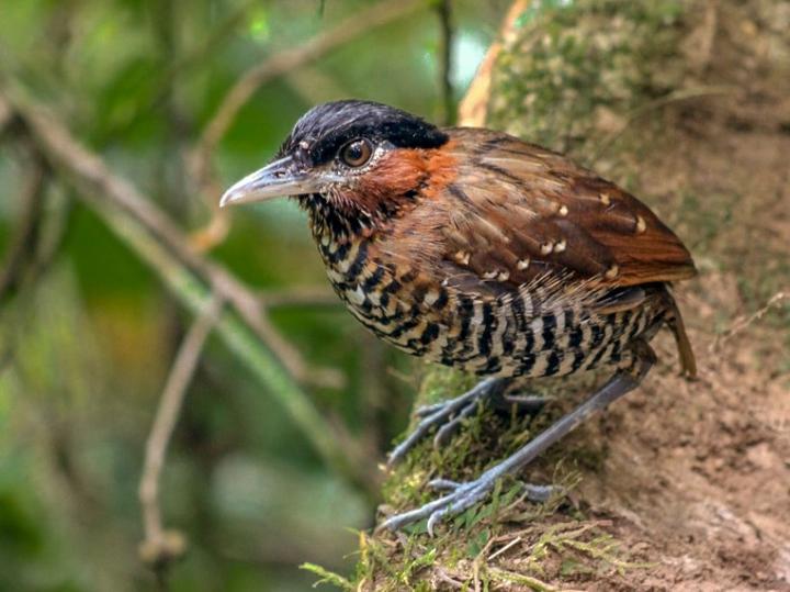 Black-crowned Antpitta
