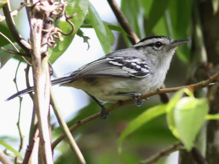 Black-capped Antwren