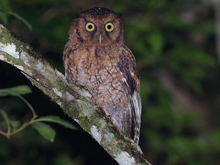 Black-capped Screech Owl