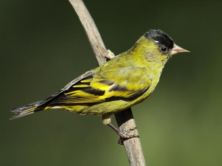 Black-capped Siskin