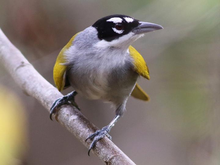 Black-crowned Palm-tanager