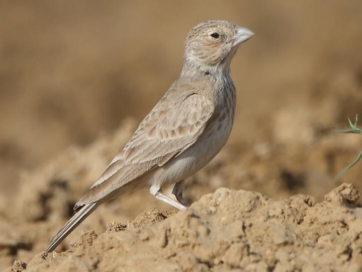 Black-crowned Sparrow-Lark