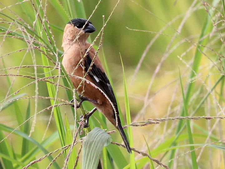 Copper Seedeater