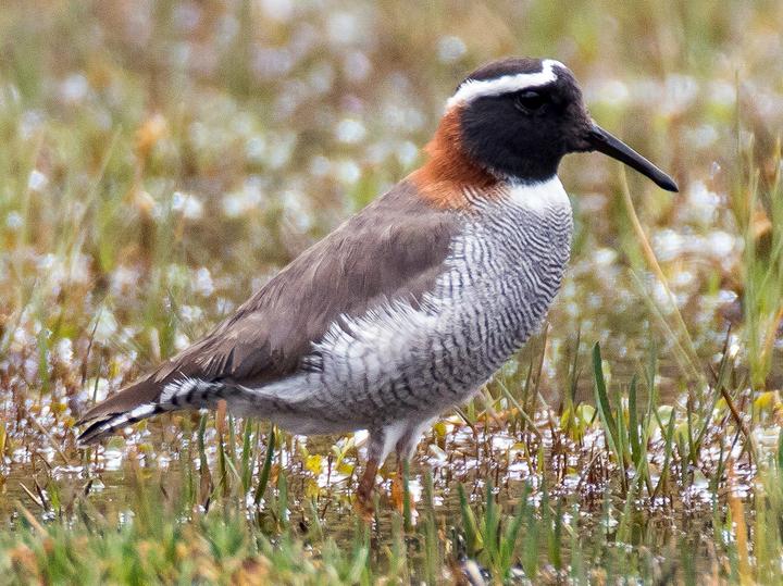 Diademed Sandpiper-Plover
