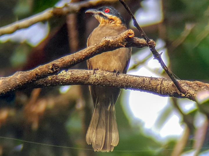 Dwarf Koel