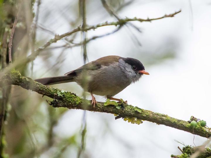 Bush Blackcap