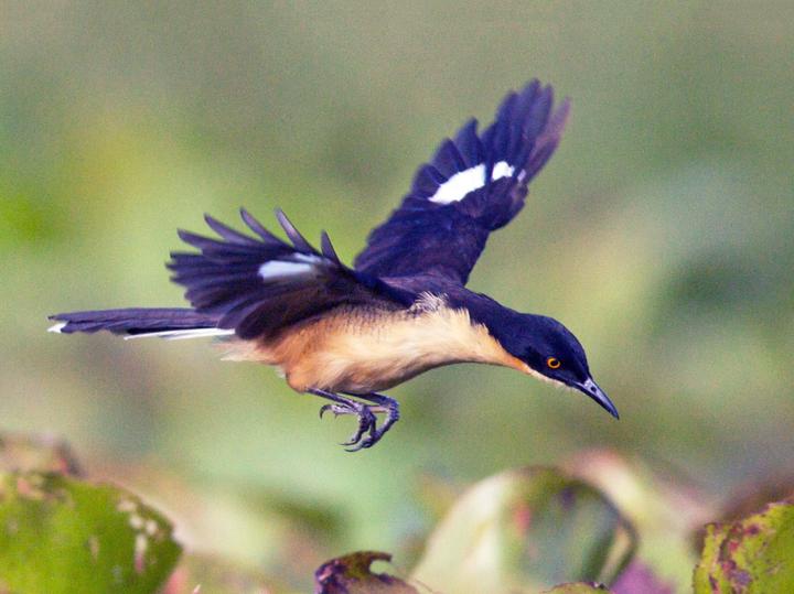 Black-capped Donacobius