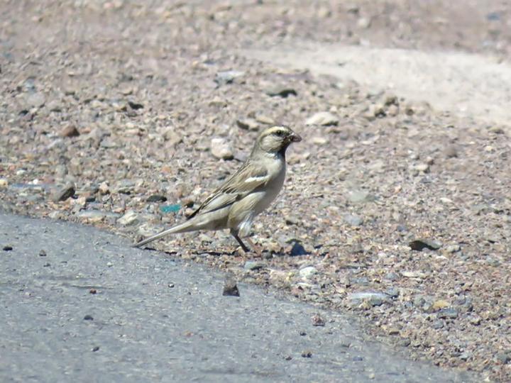 Saxaul Sparrow