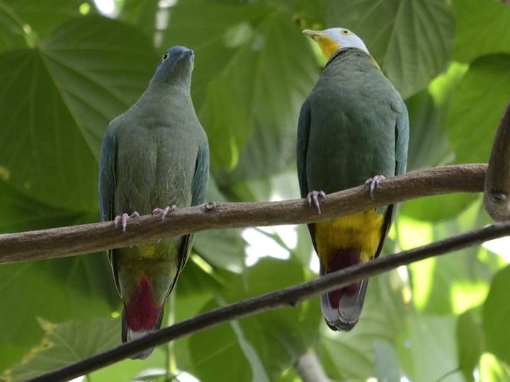 Black-naped Fruit Dove
