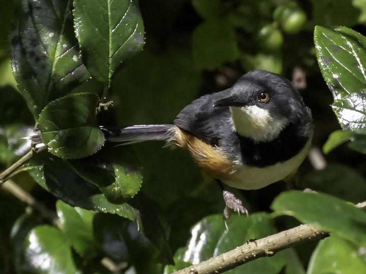 Black-collared Apalis