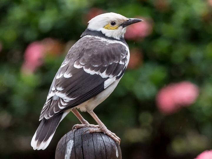 Black-collared Starling