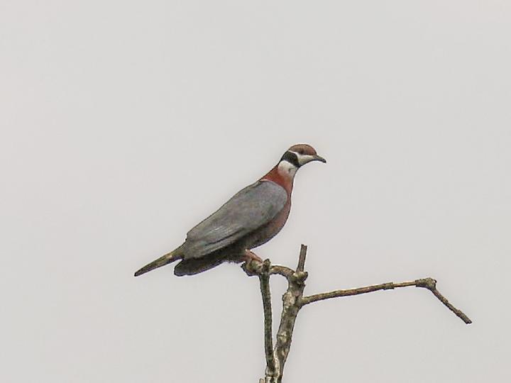 Collared Imperial Pigeon