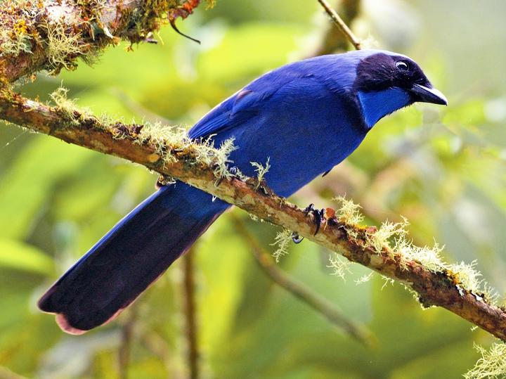 Black-collared Jay