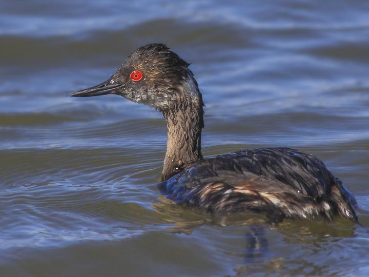 Black-necked Grebe