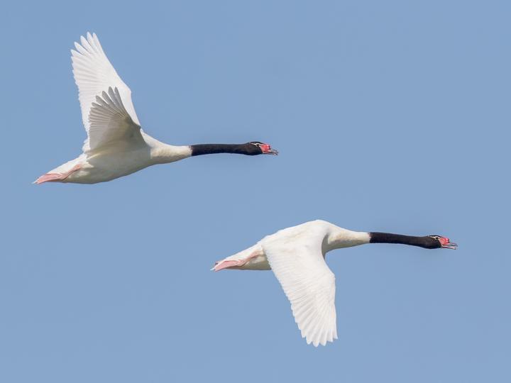 Black-necked Swan