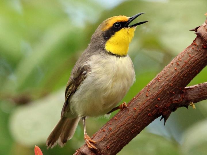 Black-necked Eremomela