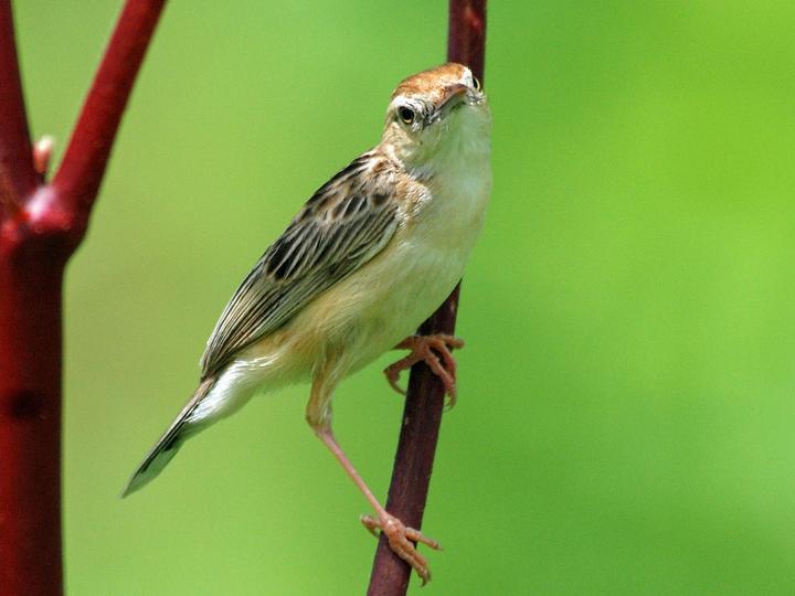 Black-backed Cisticola